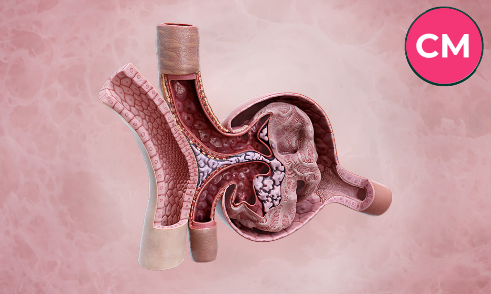 renal corpuscle